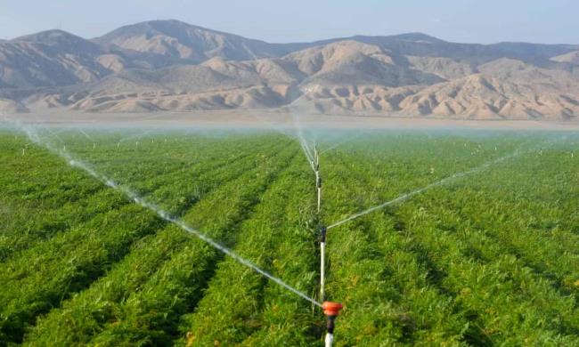 胡萝卜农场vs山谷:争夺缺水的加州地区