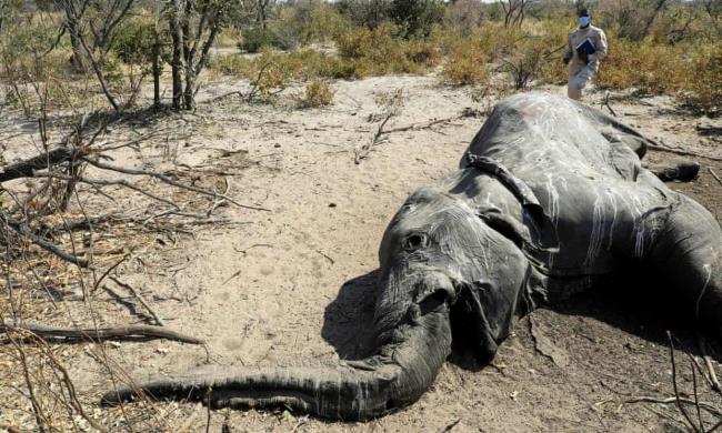 科学家发现了几十头濒危大象死亡的原因