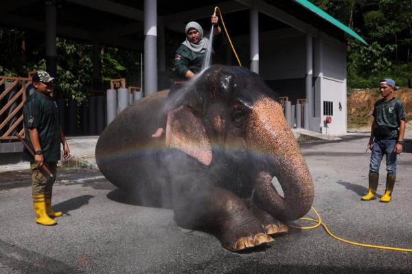 Norain hoses the 4.760-to<em></em>nne pachyderm with water. — Bernama pic  