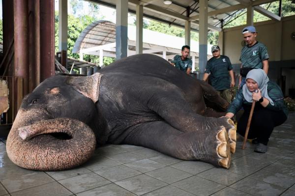 Norain said she became interested in elephants when young as a result of tagging along with her father, Saudi Sidek, 63 when he used to work in PKGK. — Bernama pic  