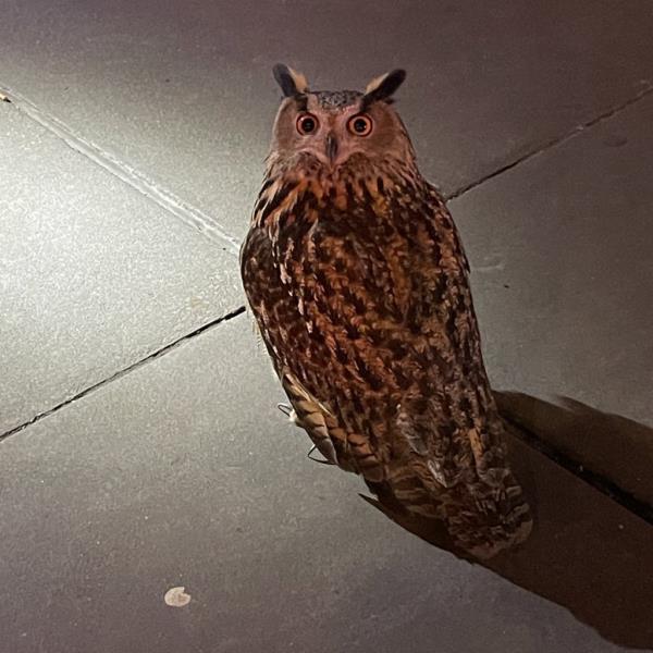 Flaco the owl