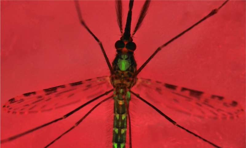 新的基因技术被开发出来阻止传播疟疾的蚊子