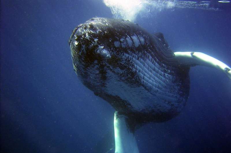 哥伦比亚研究人员公布了罕见的哺乳座头鲸的镜头