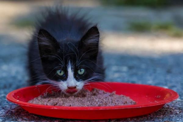 病毒性疾病导致“猫岛”塞浦路斯的猫科动物死亡
