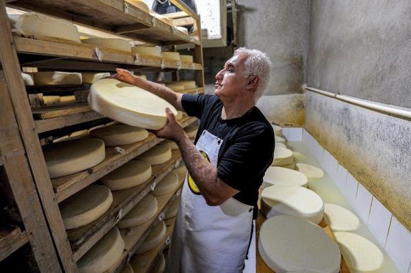 从阿尔卑斯山到阿特拉斯:受瑞士启发的奶酪来到阿尔及利亚山区