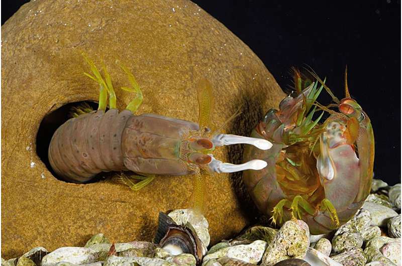 灵活应变:螳螂虾如何抵御高速撞击