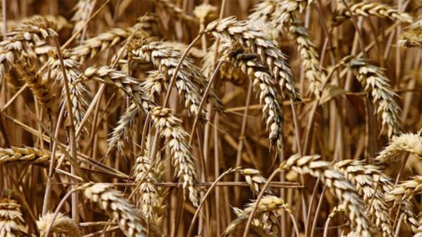 由于霜冻威胁到俄罗斯的供应，小麦价格接近10个月高点