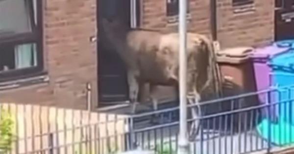 卡索米尔克住宅区的奶牛“前门”让当地人感到困惑